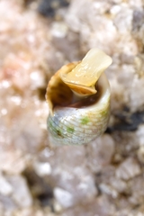 Echinolittorina radiata