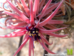 Tillandsia ionantha