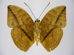 Bebearia oxione squalida