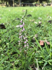 Spiranthes sinensis