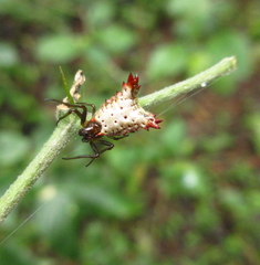 Micrathena plana