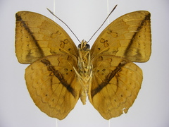 Bebearia oxione squalida