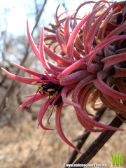 Tillandsia ionantha