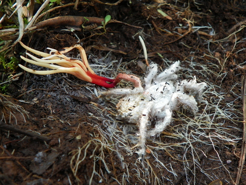 Ophiocordyceps caloceroides