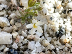 Nemacladus longiflorus var. breviflorus