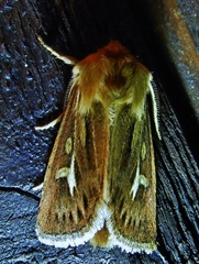 Cerapteryx graminis