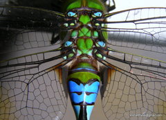 Anax guttatus