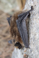 Myotis leibii