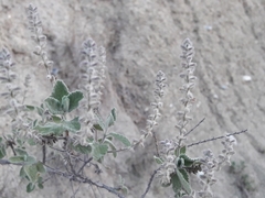 Aloysia