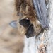 Myotis leibii - Photo Ningún derecho reservado
