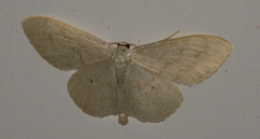 Scopula floslactata