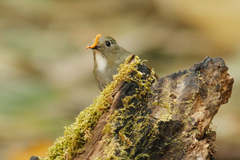 Tarsiger rufilatus