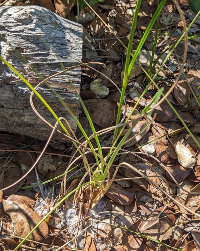 Image of Callisia ornata by no rights reserved