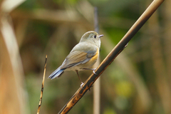 Tarsiger rufilatus