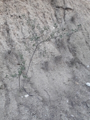 Aloysia