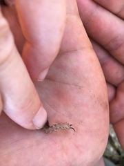 Peripatopsis capensis