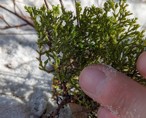 Image of Paronychia chartacea by no rights reserved