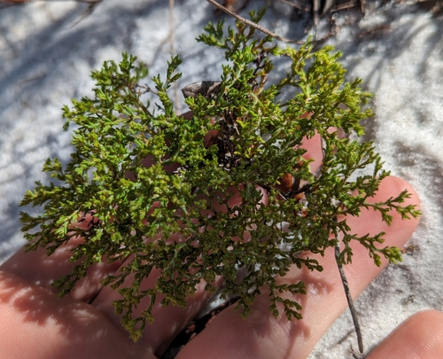 Image of Paronychia chartacea by no rights reserved