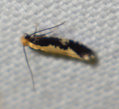 Monopis obviella