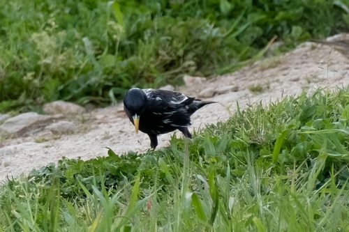 Estornino negro (Sturnus unicolor)