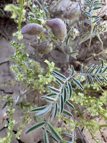 harwood's milkvetch (Astragalus insularis)