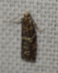 Epinotia tedella