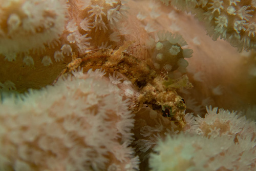 Enneapterygius tutuilae observed 2024-04-13