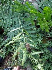 Pachylis laticornis