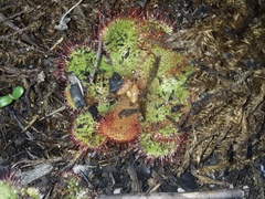 Drosera cuneifolia