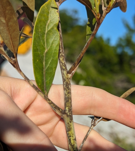 Image of Tamala humilis by no rights reserved