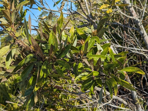 Image of Silk Bay (Tamala humilis) by no rights reserved