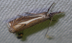 Crambus lathoniellus
