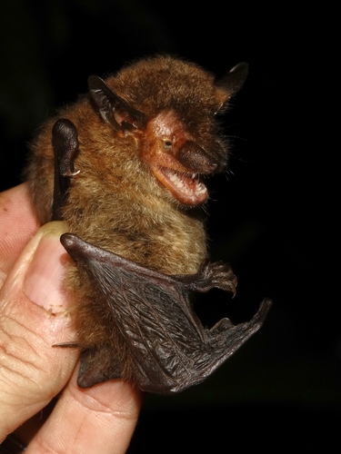 Caribbean Brown Bat (Eptesicus dutertreus) — Data Deficient Mammalia