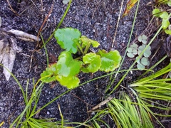 Centella eriantha