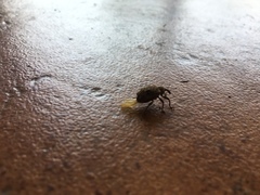 Hyperinae