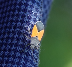 Melanopleurus belfragei