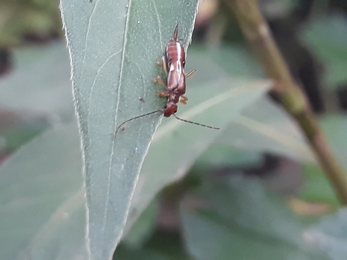 Cordax ceylonicus · iNaturalist