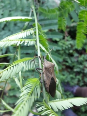 Pachylis laticornis