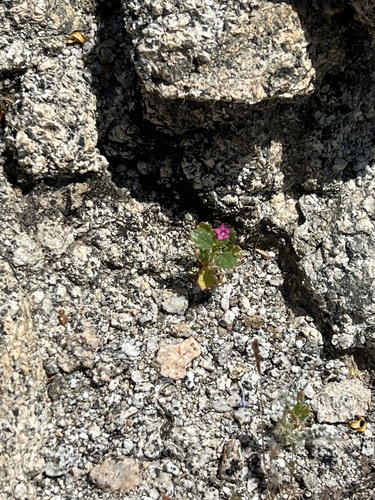 iNaturalist observation photo of broad-leaved gilia