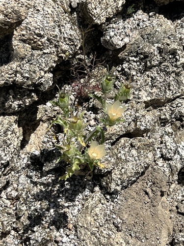 iNaturalist observation photo of sand blazingstar