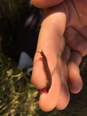 Peripatopsis capensis