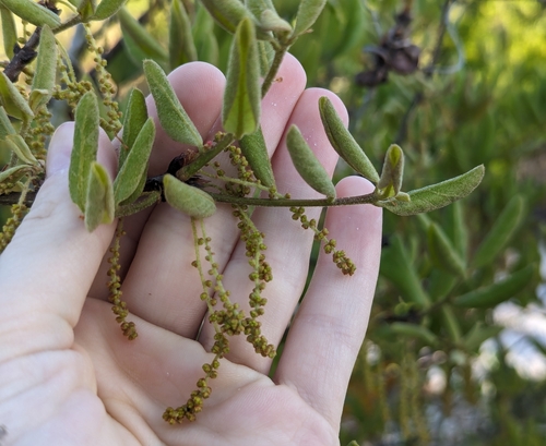 Image of Quercus inopina by no rights reserved