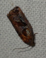 Archips oporana