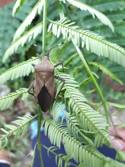 Pachylis laticornis