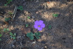 Oxalis eckloniana-nidulans