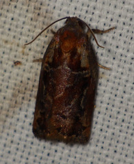 Archips oporana