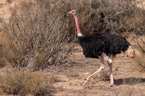 Ostrich