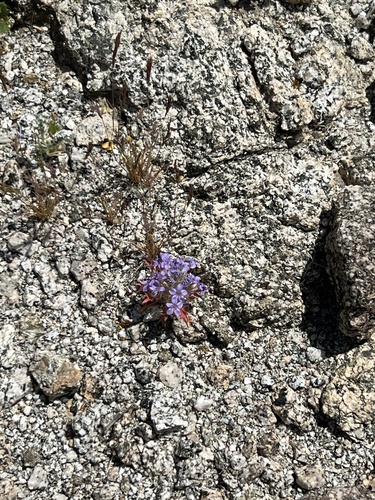 iNaturalist observation photo of Lilac Sunbonnet