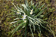 Leucocrinum montanum