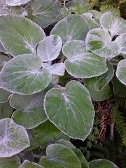 Senecio verbascifolius